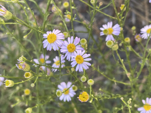 Leafy Fleabane (Erigeron foliosus var. foliosus) 
