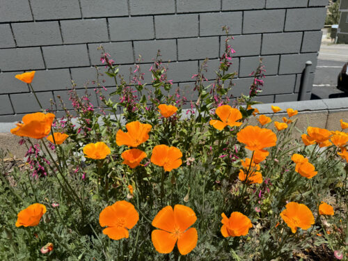 California Poppies and Desert Penstemon glowing in the summer sun in a garden in Wrightwood