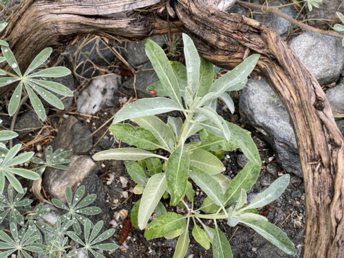 White Sage (salvia apiana)