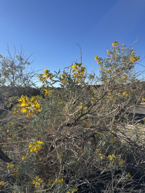 Bladderpod (Cleomella arborea) showing the plant with abundant flowers