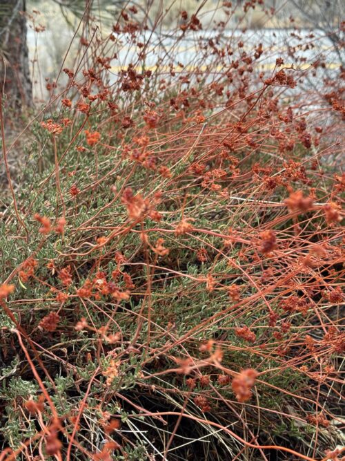 Mojave / Interior California Buckwheat (Eriogonum fasciculatum var. polifolium)