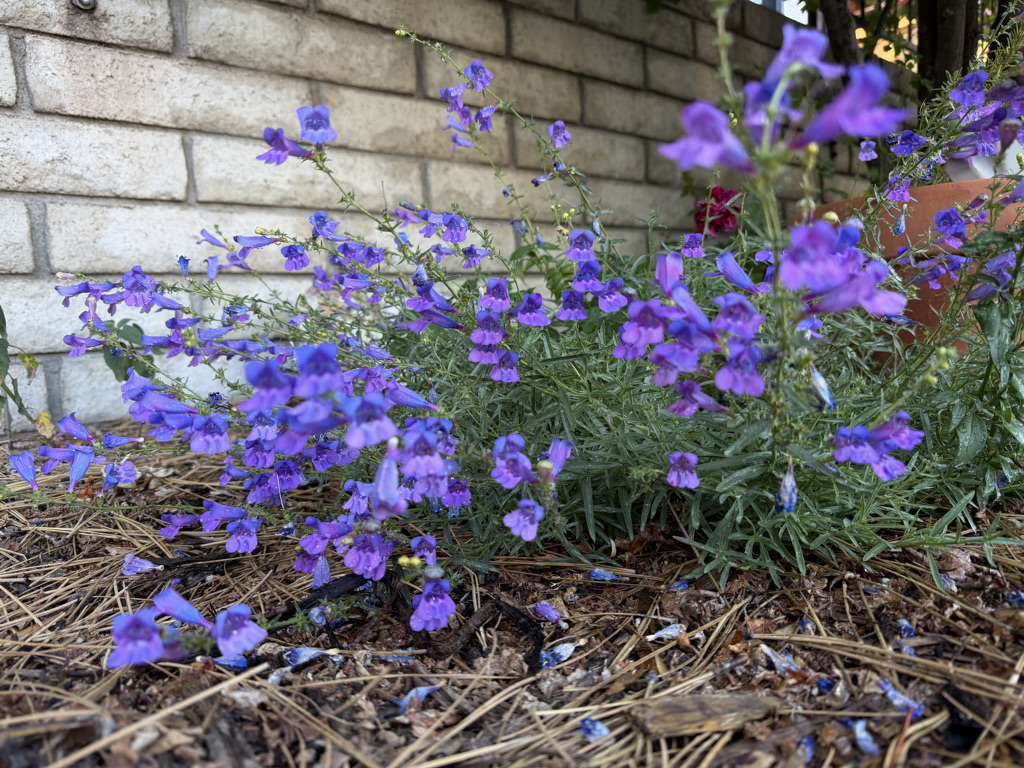 Beautifully blooming Penstemon 'Margarita BOP'