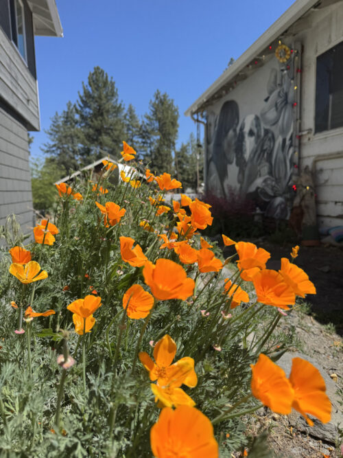 Poppies in the Memory Garden at Wrightwood's LIttlest Pet Shop by Volta Rae