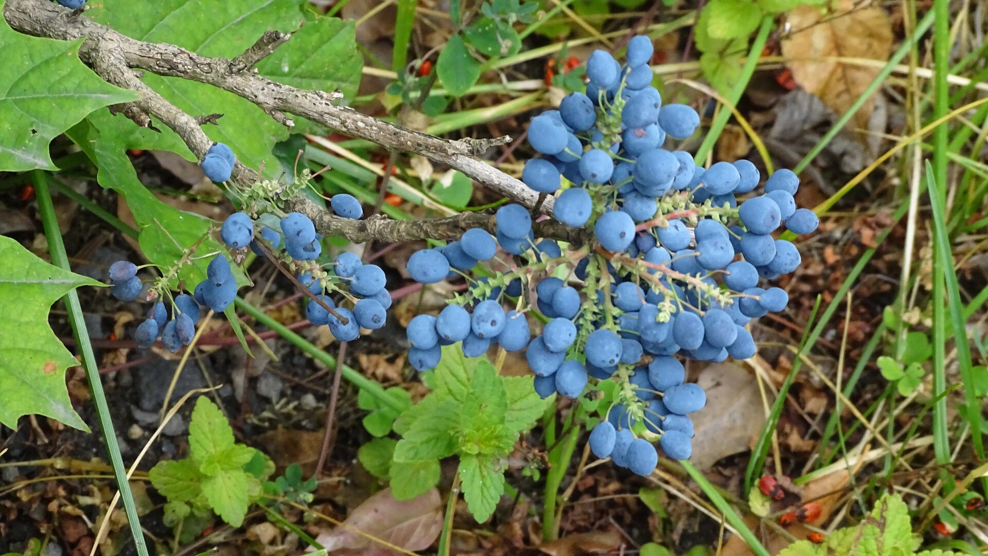 Tall Oregon Grape (Berberis aquifolium)