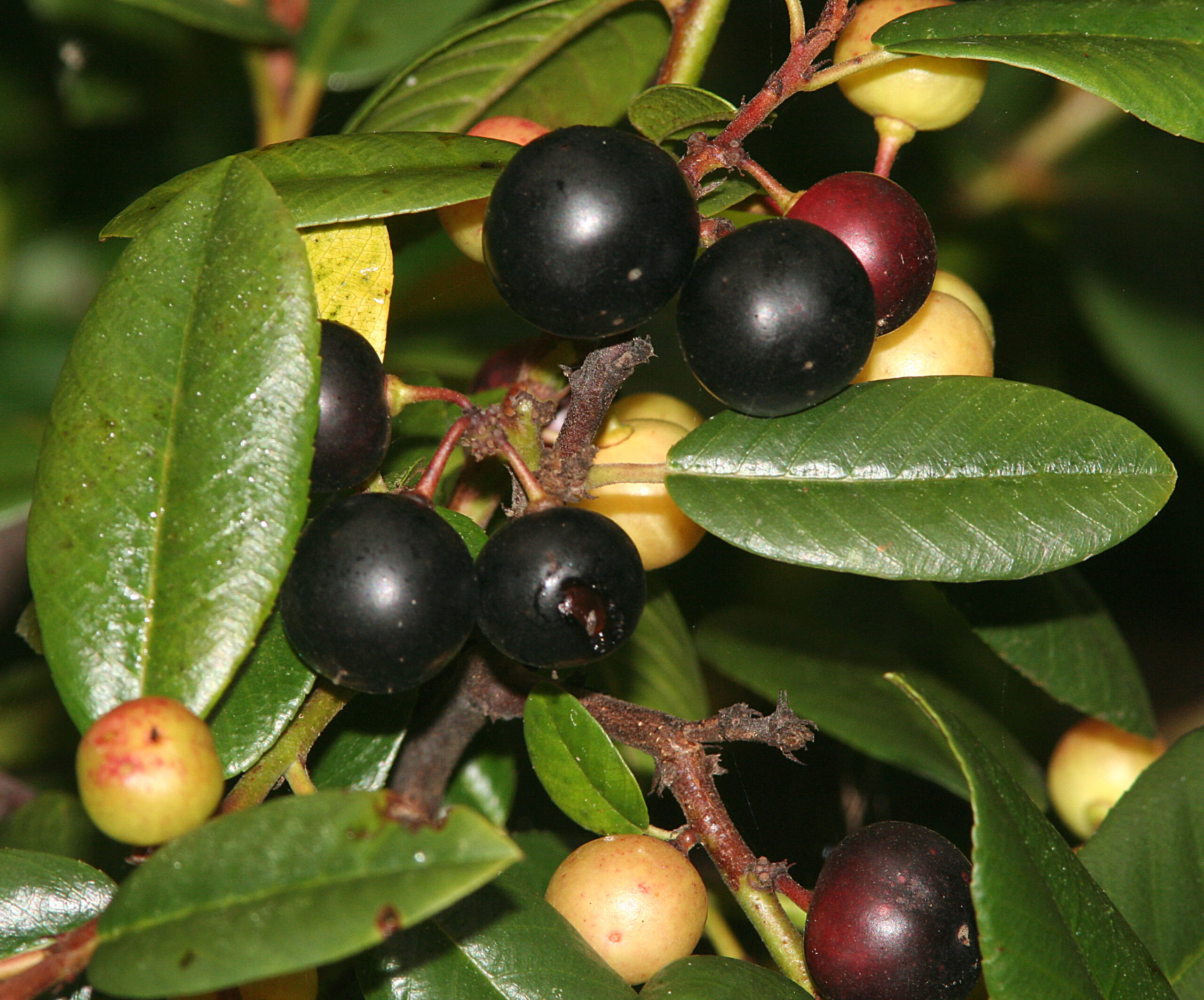 Coffeeberry (Frangula californica)