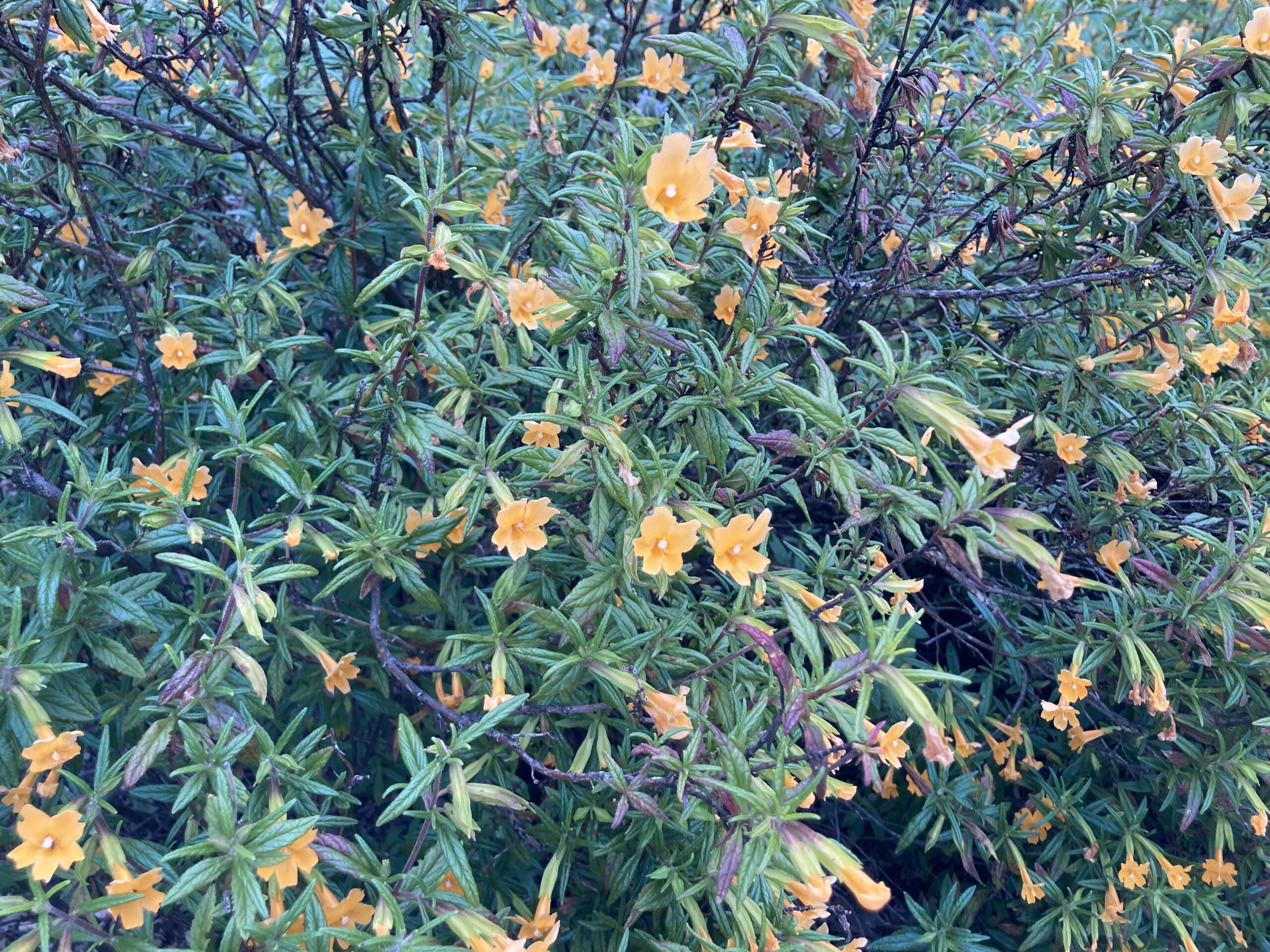 Bush Monkeyflower (Diplacus aurantiacus)