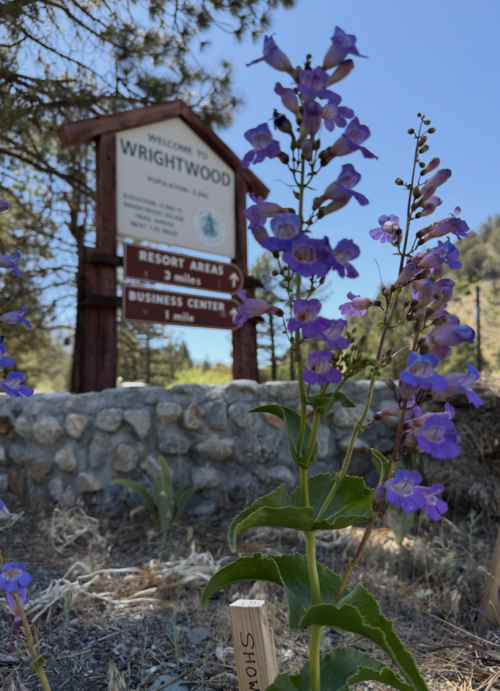 Penstemon-spectabilis