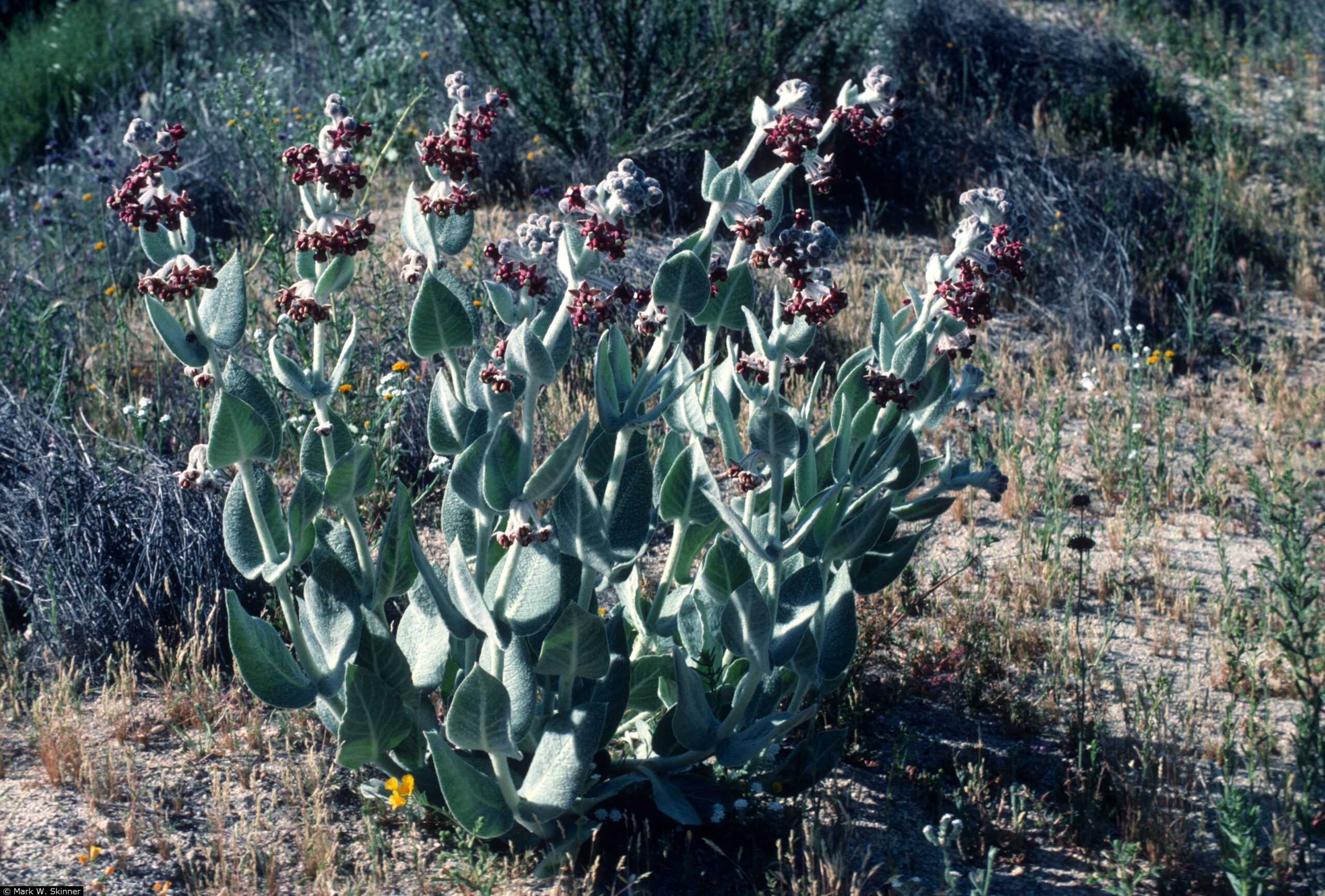 California Milkweed (Asclepias californica)