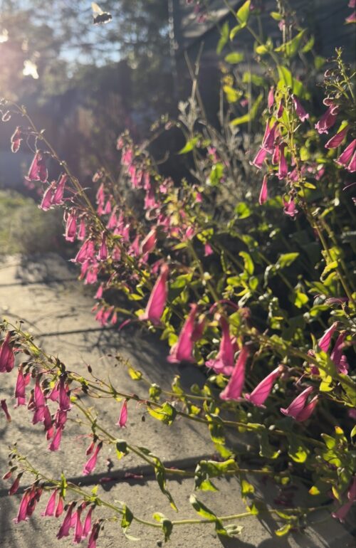 ©Copyright Volta Rae | FlannelbushGardens 2026